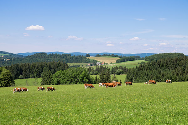 Gasthaus Sonne Neuhäusle St. Märgen Schwarzwald